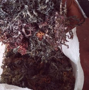 Seaweed Production