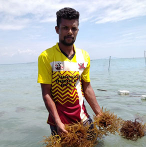 Seaweed Production